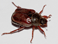 Hoplia philanthus